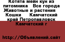 Котята мейн-кун из питомника - Все города Животные и растения » Кошки   . Камчатский край,Петропавловск-Камчатский г.